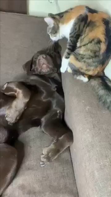 Кошка и собака смотреть онлайн