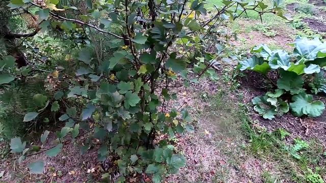 Боярышник порадовал первыми ягодками