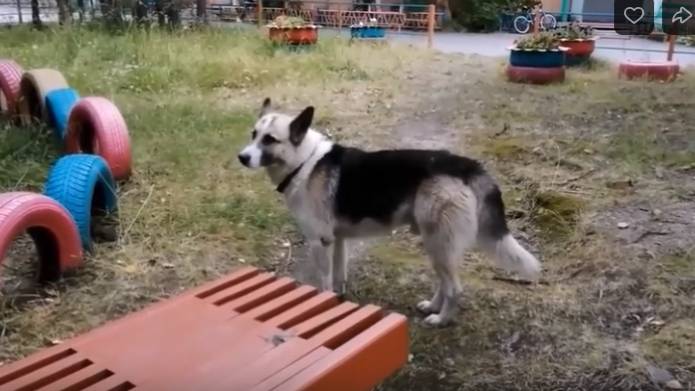 О доброй, хорошей собаке. Немного и о своих. 06.09.25. смотреть онлайн