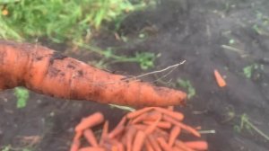 IMG_9001 Работаю в огороде.