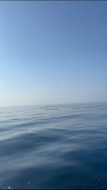 Экая прорва дельфинов в Сириусе. смотреть онлайн