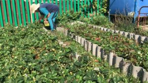 IMG_8999 В сентябре, собираю Викторию.