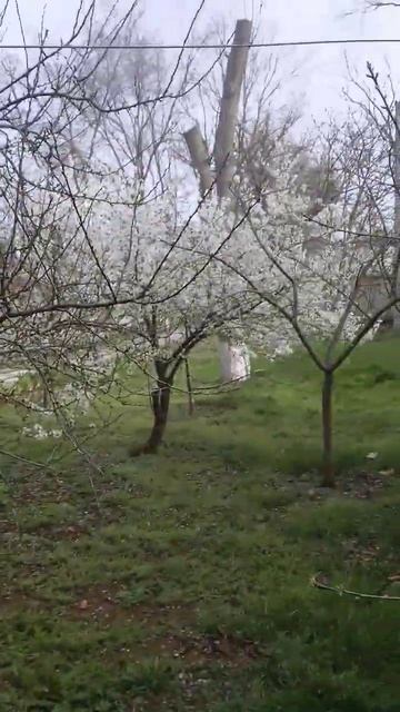 Когда просыпаются пчёлы