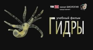 Гидра - учебный фильм по зоологии беспозвоночных