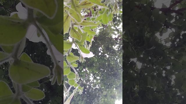 ограбление цветов Челлендж.mp4