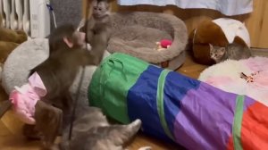 Анфиса НЕ ПОДПУСКАЕТ Мону к Тигре, она должна играть ТОЛЬКО С НЕЙ!