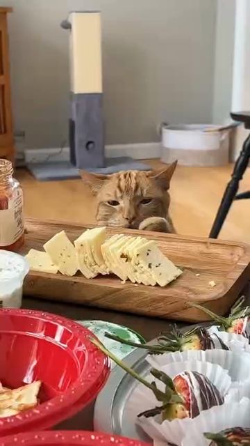 Жадные коты