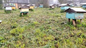 Вывезли последних пчёл. Прикручиваем литки в зиму. Пасека на Алтае.