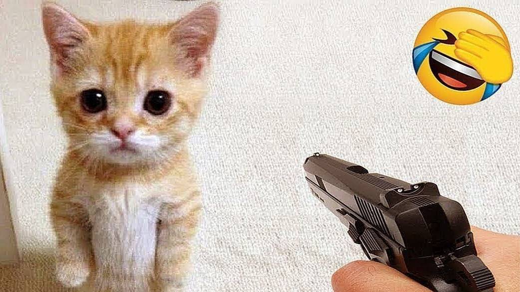 Приколы ДО СЛЕЗ с_котами и кошками!_Смешные_коты!_Самые_смешные_животные! смотреть онлайн