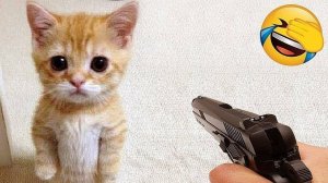 Приколы  ДО СЛЕЗ с_котами и кошками!_Смешные_коты!_Самые_смешные_животные!