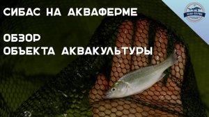 Сибас на Акваферме. Обзор объекта аквакультуры