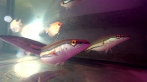 Змееголовы на Акваферме. Обзор объекта аквакультуры