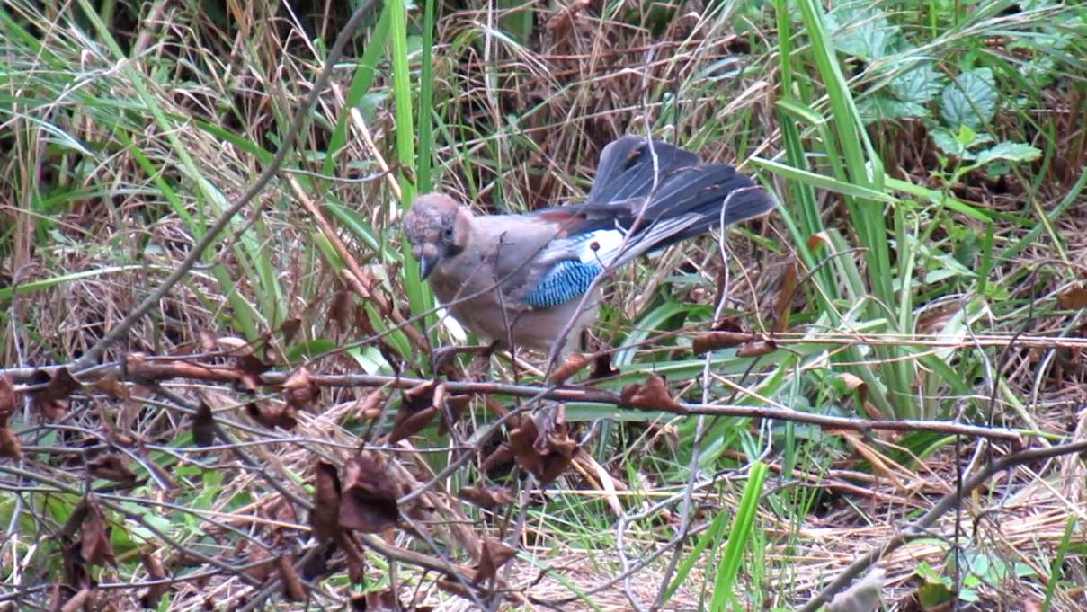 Как сойка каркает смотреть онлайн