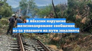 В Абхазии нарушено железнодорожное сообщение из-за упавшего на пути эвкалипта