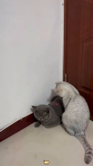 Розыгрыши над домашними животными