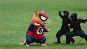 Подборка смешных моментов с хомяками. Для детей и для взрослых