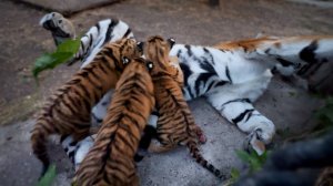 Фантастика! Тигрица кормит тигрят в метре от людей! Тигр пришел к тигрице во время кормления 😱