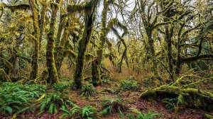 Тропический лес хох_релакс видео