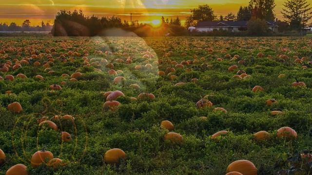 ТЫКВА смотреть онлайн