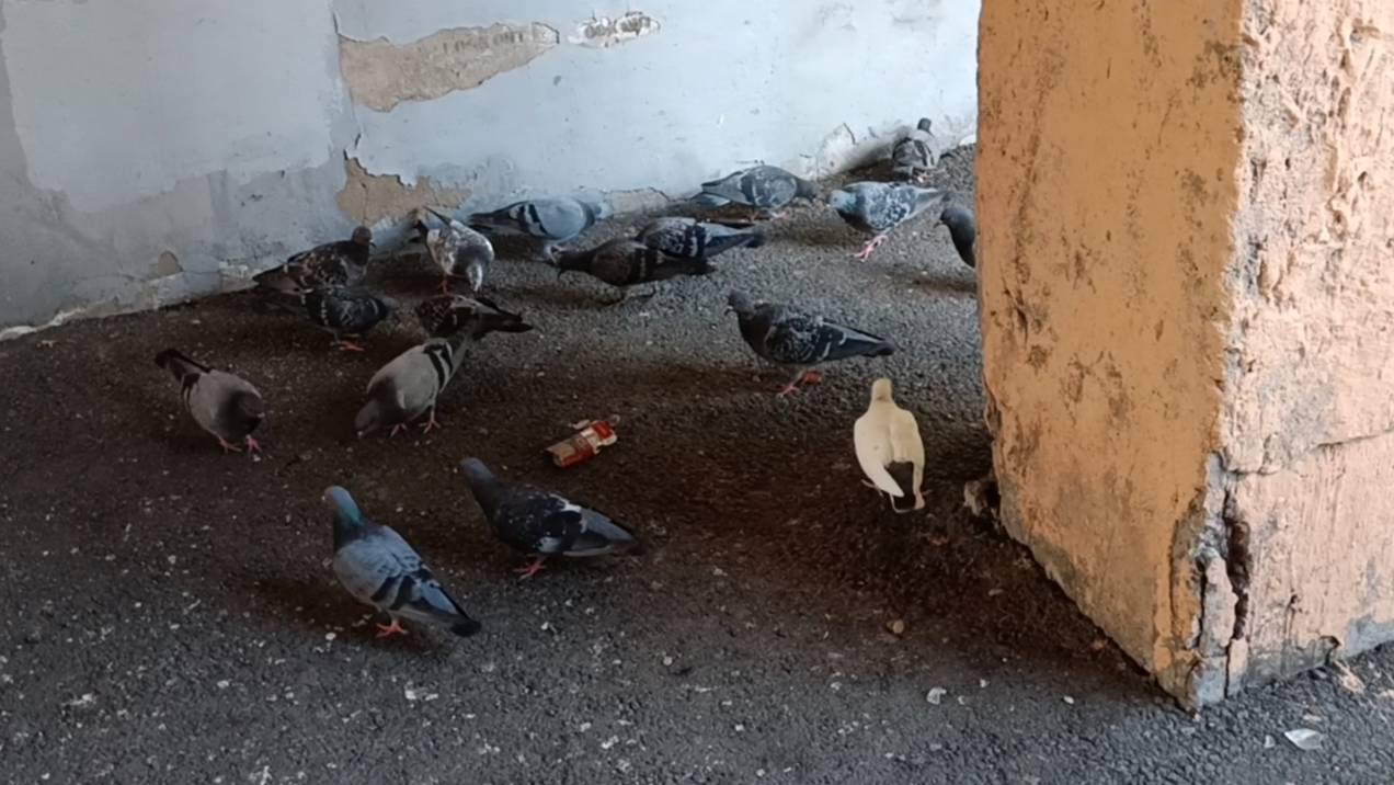 Голуби тусуются