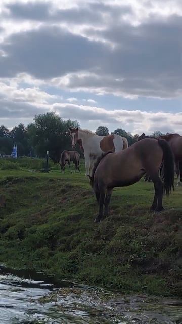 VID-20250906-WA0000