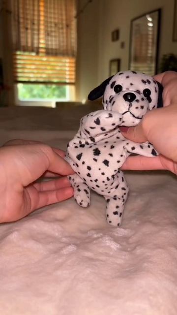 танцующие собаки, далматинец отжигает