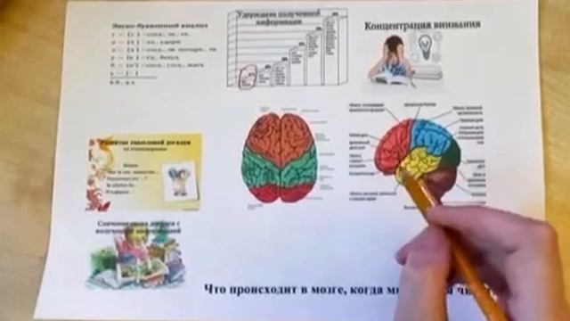 Организация мозговой структуры чтения смотреть онлайн