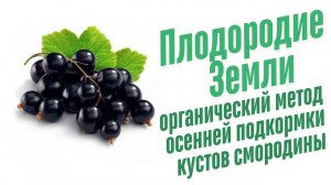 Как выращивать смородину.