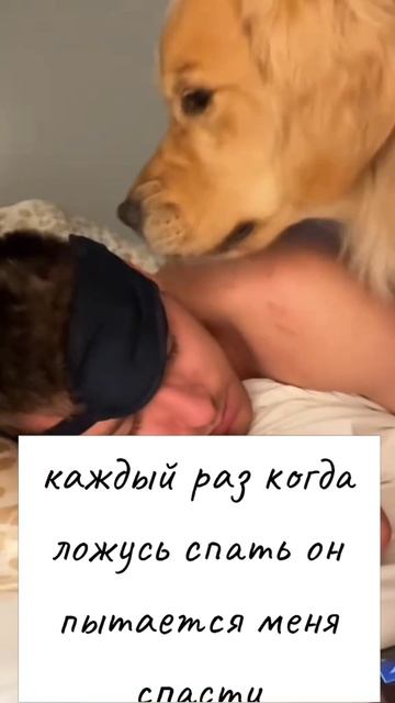 прикол, смешные собаки не дадут заскучать