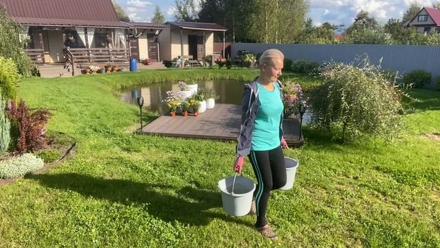 В деревню на дачу🏡#Сажаю хризантемы🌼#Продолжаем живую изгородь🌲#30августа2025#сад#дача#деревня