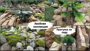 Хвойная коллекция. Прогулка по саду (2 часть ).