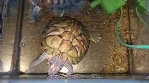 Красноухие черепахи 07-09-2025