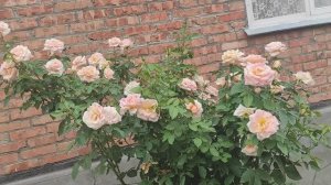 Эти розы в каждый сад❣️❣️❣️. Мои радости и разочарования😩😩😩