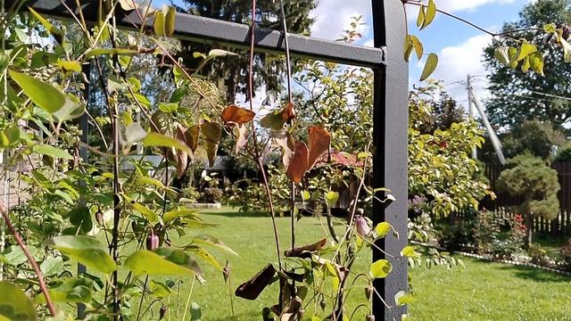 Что случилось с клематисом? 07.09.2025 смотреть онлайн