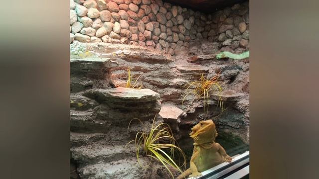 Калининградский зоопарк 2025 год. смотреть онлайн