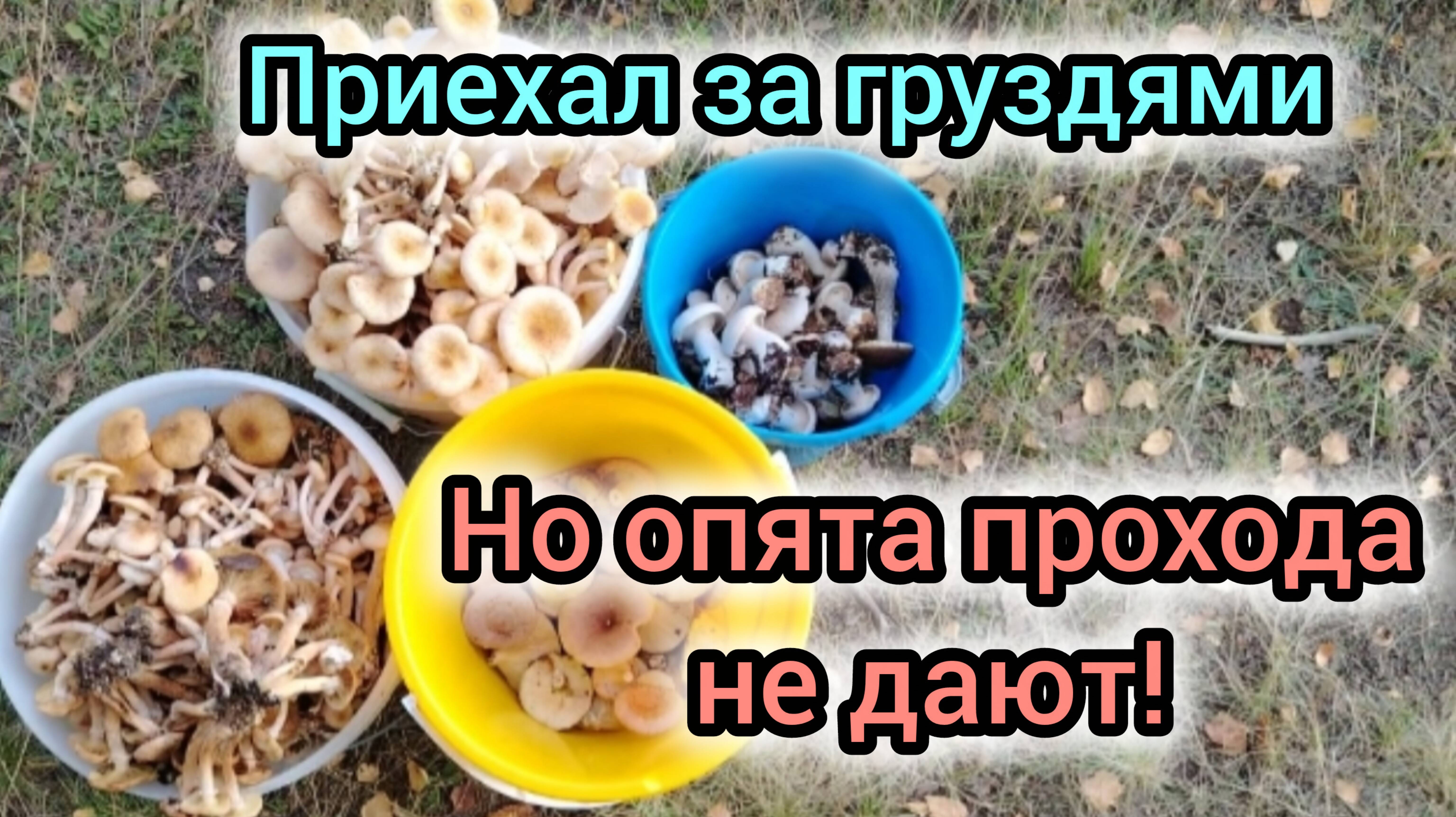 Опята осенние. Ехал за груздями, но опята прохода не дают!
