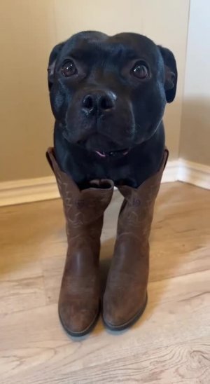 popular #TiktokHumor Here humorous #Hilarious