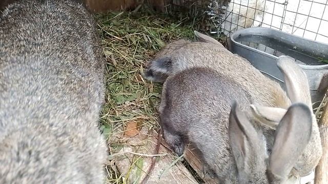 кролики других породы смесь смотреть онлайн