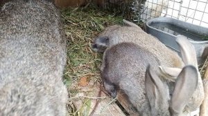 кролики других породы  смесь