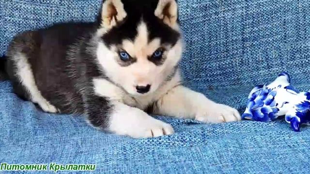 Предлагаем голубоглазого мальчика щенка хаски, черно-белого, родился 22 июля 2025 года