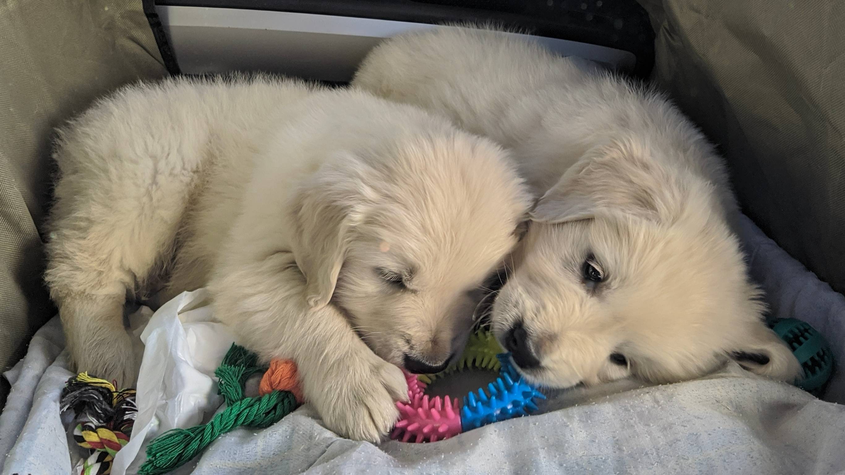 Первые дни дома