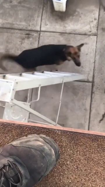 смешные собаки на каждый случай в жизни