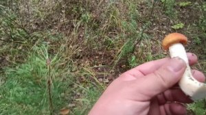 Грибалка в августе в Тольятти