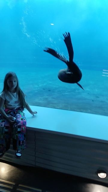 Морские котики