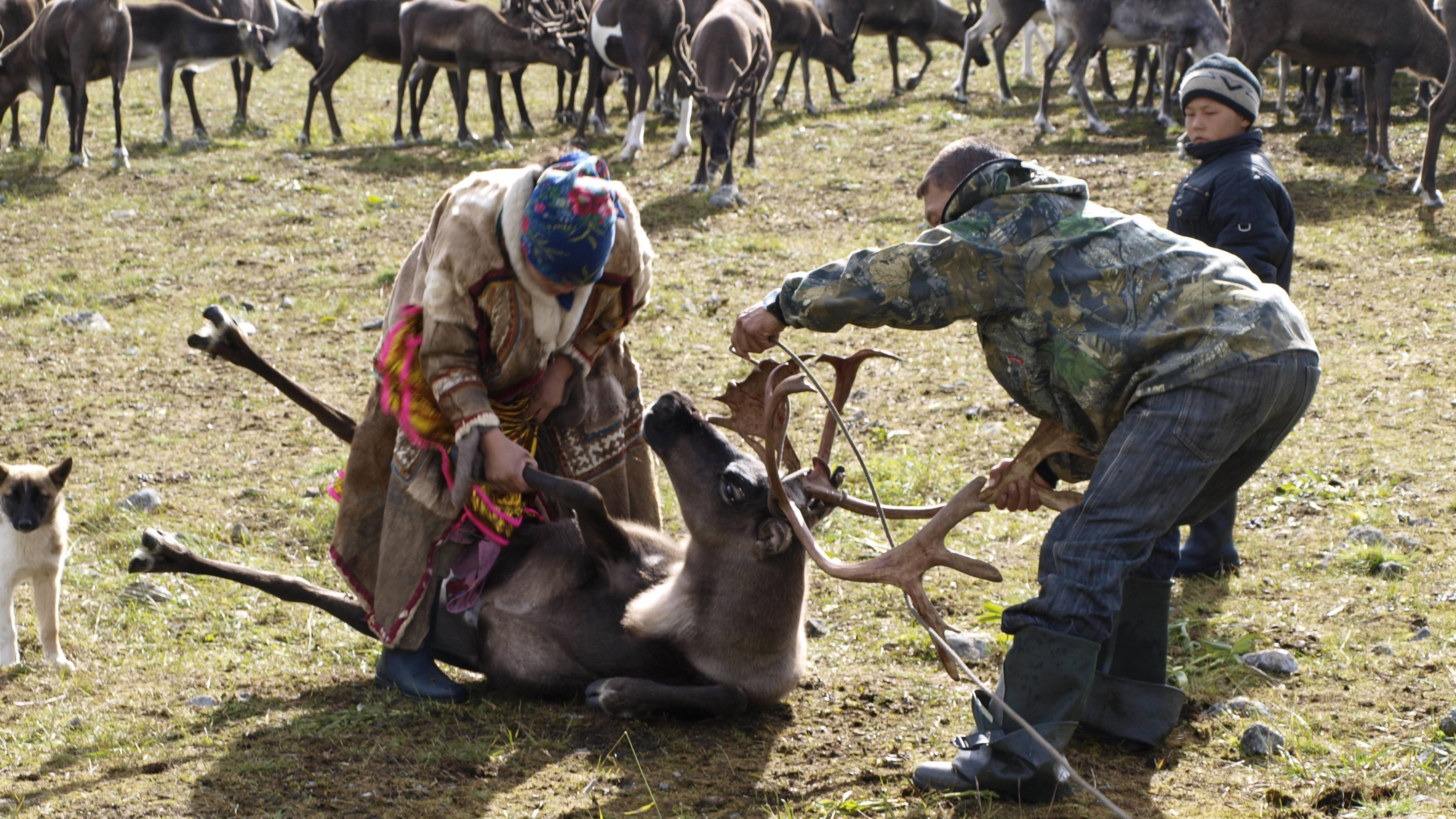 Заполярный Урал 4