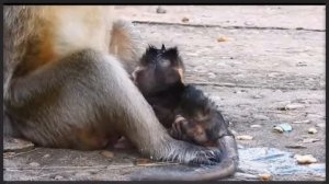 Макака-мать время от времени держит новорождённого ...   1000032792.mp4