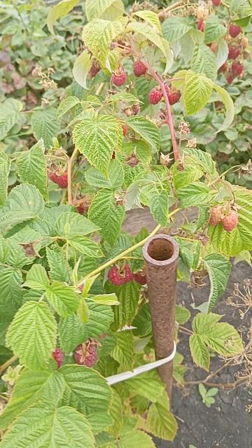 И опять малина. смотреть онлайн