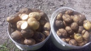 Сорт картофеля с высоким содержанием крахмала Голубизна. 2025 год