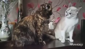 КОШЕЧКИ НЕ ССОРЯТСЯ, КОШЕЧКИ ИГРАЮТ!