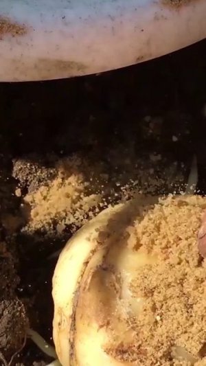 КАК ПОСАДИТЬ РЯБЧИК